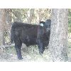 Image 6 : 5th Sun Holdings (Willow Ranch) - 625# Steer Calves - 95 Head (Kamloops, BC)