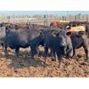 Image 11 : Chipping Hill Cattle Co. - 975# Heifers - 248 Head (MacGregor, MB)