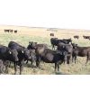 Image 3 : Niel & Kristi Block - 815# Heifers - 50 Head (Main Centre, SK)