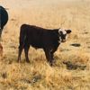 Image 4 : Beaver Ranch - 490# Heifer Calves - 110 Head (Quilchena, BC)