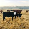 Image 7 : Beaver Ranch - 490# Heifer Calves - 110 Head (Quilchena, BC)