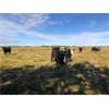 Image 6 : Greg Cassidy - 950# Heifers - 120 Head (Donalda, AB)