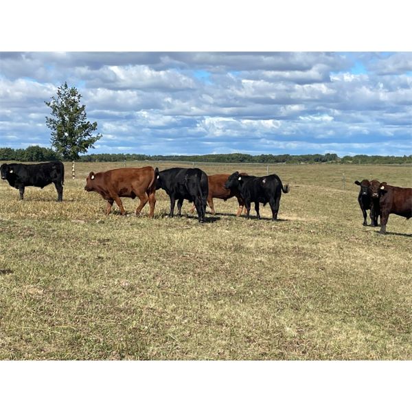 45 Ranch Range 45 Ranch Ltd. - 825# Steers - 75 Head (Dewberry, AB) - Team ...