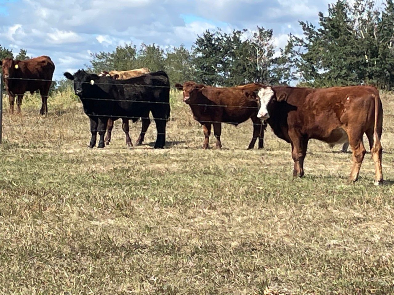 45 Ranch Range 45 Ranch Ltd. - 825# Steers - 75 Head (Dewberry, AB) - Team ...