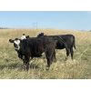 Image 2 : Matt Lohner - 925# Heifers - 70 Head (Kipling, SK)