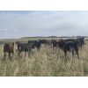 Image 4 : Matt Lohner - 925# Heifers - 70 Head (Kipling, SK)