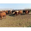 Image 7 : Moose Creek Red Angus Ltd. - 725# Steers - 30 Head (Kisbey, SK)