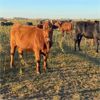 Image 2 : Moose Creek Red Angus Ltd. - 810# Heifers - 154 Head (Kisbey, SK)