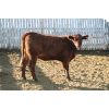 Image 4 : Dan Ponjavic - 900# Heifers - 125 Head (Lethbridge, AB)