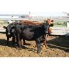 Image 6 : Dan Ponjavic - 900# Heifers - 125 Head (Lethbridge, AB)
