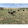 Image 5 : White Moose Ranches - 400# Heifer Calves - 55 Head (Turner Valley, AB)