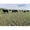 Image 6 : White Moose Ranches - 400# Heifer Calves - 55 Head (Turner Valley, AB)