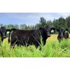 Image 1 : Schweb Family Cattle - 660# Steer Calves - 93 Head (Salmon Arm, BC)