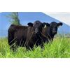 Image 2 : Schweb Family Cattle - 660# Steer Calves - 93 Head (Salmon Arm, BC)