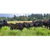 Image 3 : Schweb Family Cattle - 660# Steer Calves - 93 Head (Salmon Arm, BC)