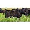 Image 4 : Schweb Family Cattle - 660# Steer Calves - 93 Head (Salmon Arm, BC)