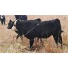 Image 5 : Schweb Family Cattle - 660# Steer Calves - 93 Head (Salmon Arm, BC)
