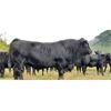 Image 7 : Schweb Family Cattle - 660# Steer Calves - 93 Head (Salmon Arm, BC)
