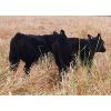 Image 4 : Schweb Family Cattle - 575# Heifer Calves - 50 Head (Salmon Arm, BC)