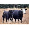 Image 8 : Schweb Family Cattle - 575# Heifer Calves - 50 Head (Salmon Arm, BC)