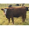 Image 4 : Pembina Ranching - 1060# Steers - 60 Head (Drayton Valley, AB)