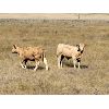 Image 4 : Last Chance Ranch - 625# Steer Calves - 85 Head (Piapot, SK)