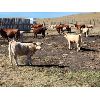 Image 4 : Last Chance Ranch - 600# Heifer Calves - 100 Head (Piapot, SK)