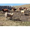 Image 5 : Last Chance Ranch - 600# Heifer Calves - 100 Head (Piapot, SK)