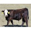 Image 2 : Cody Plumb - 650# Steer Calves - 30 Head (Enchant, AB)