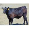 Image 3 : Cody Plumb - 650# Steer Calves - 30 Head (Enchant, AB)