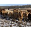Image 4 : Cunningham Cattle Co. - 900# Weaned Steers - 275 Head (Sundre, AB)