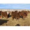 Image 5 : Cunningham Cattle Co. - 900# Weaned Steers - 275 Head (Sundre, AB)