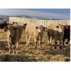 Image 6 : Cunningham Cattle Co. - 900# Weaned Steers - 275 Head (Sundre, AB)