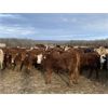 Image 6 : Cunningham Cattle Co. - 850# Weaned Heifers - 290 Head (Sundre, AB)