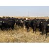 Image 1 : Wray Farms - 825# Heifers - 110 Head (Irricana, AB)