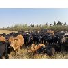 Image 4 : Wray Farms - 825# Heifers - 110 Head (Irricana, AB)