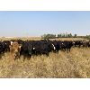 Image 5 : Wray Farms - 825# Heifers - 110 Head (Irricana, AB)