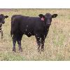 Image 4 : Box Ranch - 525# Heifer Calves - 100 Head (Corning, SK)
