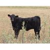 Image 7 : Box Ranch - 525# Heifer Calves - 100 Head (Corning, SK)
