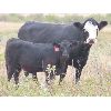 Image 8 : Box Ranch - 525# Heifer Calves - 100 Head (Corning, SK)