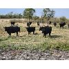 Image 2 : K & K Cattle Company - 1030# Heifers - 90 Head (Ravenscrag, SK)