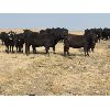 Image 6 : K & K Cattle Company - 1030# Heifers - 90 Head (Ravenscrag, SK)
