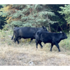Image 2 : Barriere Area Ranches - 740# Steer Calves - 85 Head (Barriere, BC)
