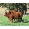 Image 4 : Barriere Area Ranches - 740# Steer Calves - 85 Head (Barriere, BC)