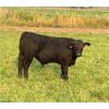 Image 5 : Barriere Area Ranches - 740# Steer Calves - 85 Head (Barriere, BC)