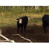 Image 4 : Kurt & Erica Martindale - 590# Steer Calves - 65 Head (Quilchena, BC)