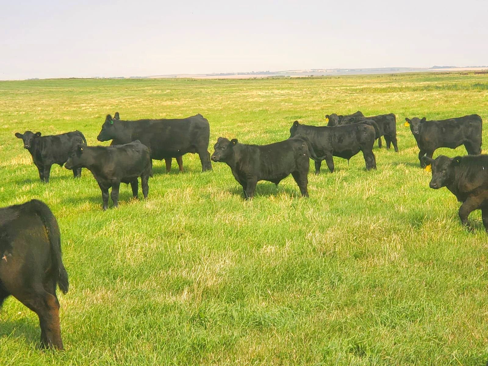 Saddle Ridge Ranch Saddle Ridge & S-S Ranch - 525# Steer Calves - 110 Head (Strathmore, AB ...