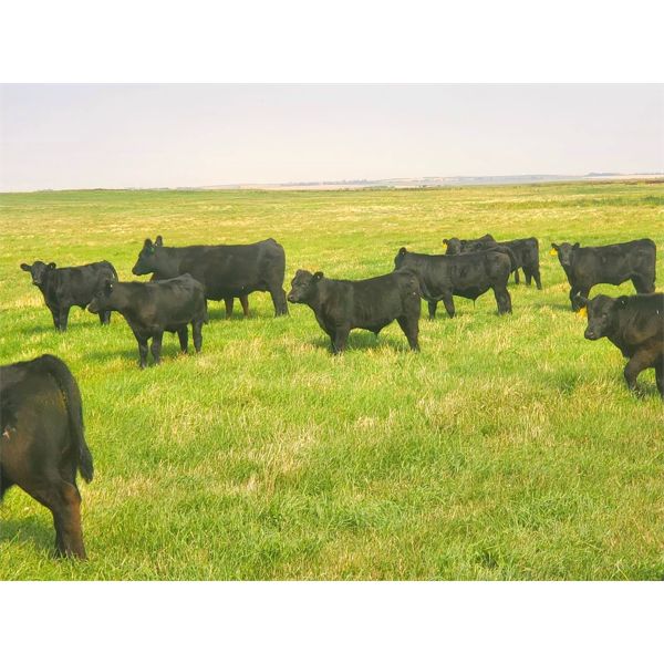 Saddle Ridge & S-S Ranch - 525# Steer Calves - 110 Head (Strathmore, AB)