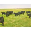 Image 1 : Saddle Ridge & S-S Ranch - 525# Steer Calves - 110 Head (Strathmore, AB)