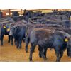 Image 2 : Saddle Ridge & S-S Ranch - 525# Steer Calves - 110 Head (Strathmore, AB)